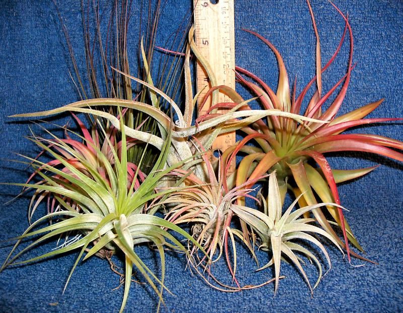 Tillandsia air plants * BEGINNER`S ASSORTMENT* (7pl)  