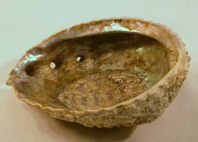 Large Pacific California Red Abalone Shell MOP 6 x 5  